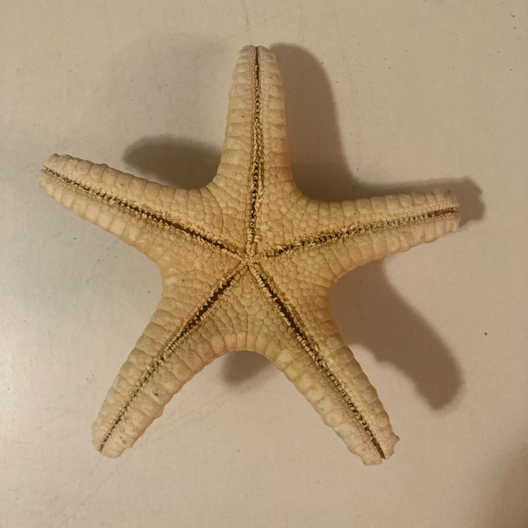 Starfish Sea Shells - Picture 3 of 11